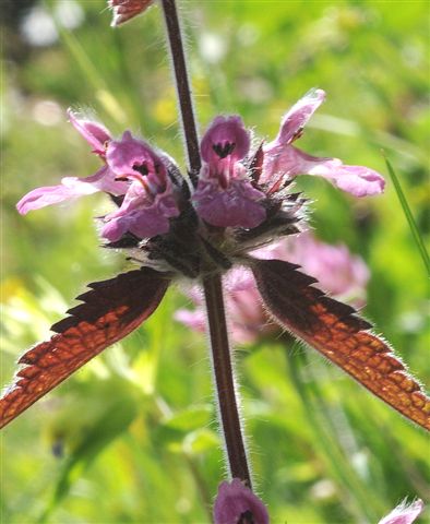 Stachys alpina / Betonica alpina